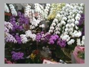 「コザワ花園」　（愛知県清須市）の花屋店舗写真2